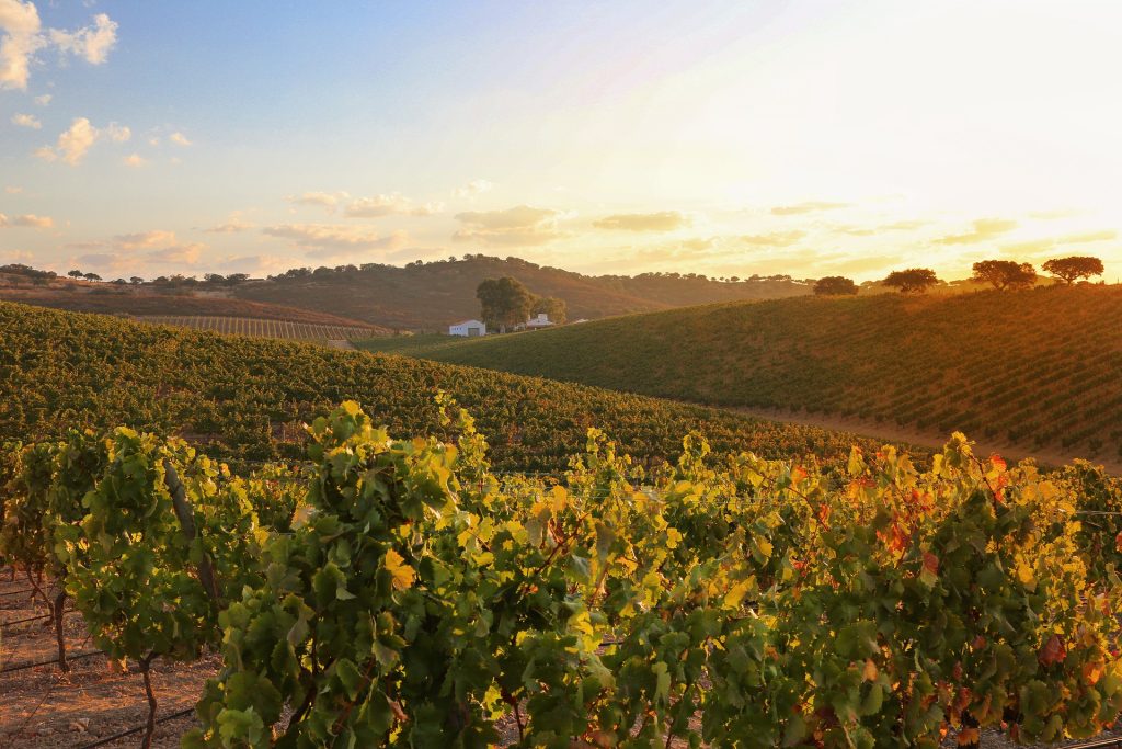 Alentejo Vineyards