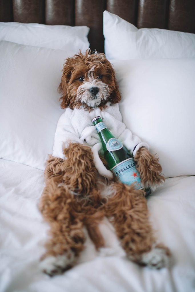 Petfriendly Hotels in Portugal