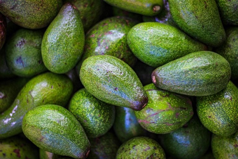 Illegal avocado plantations consume water in drought-struck Algarve