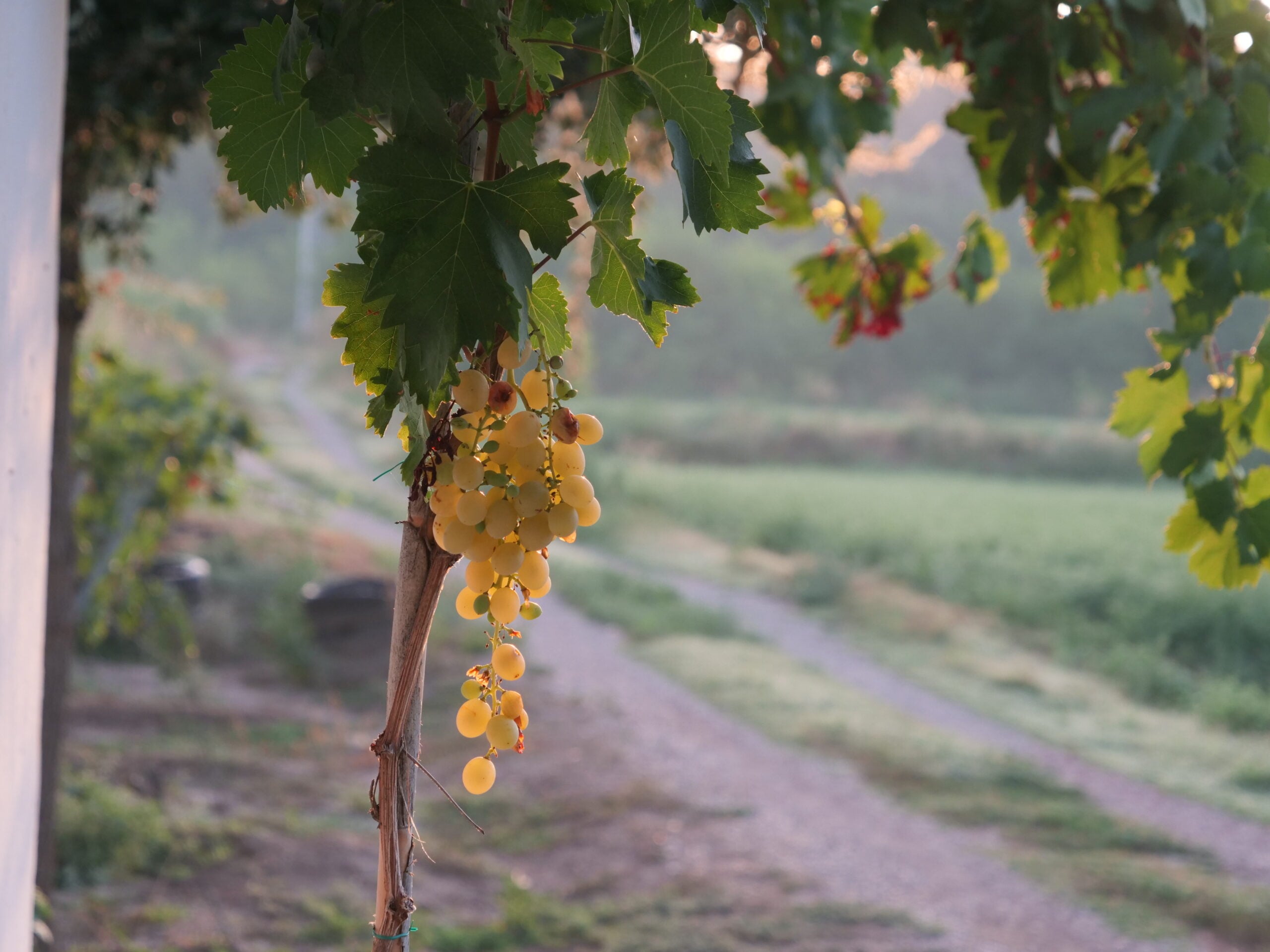 7 Best Wineries in the Setúbal Peninsula