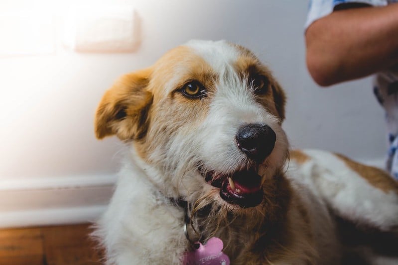 Going to the Vet in Lisbon