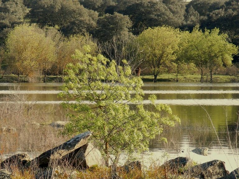 The Unique Left Bank of the Guadiana