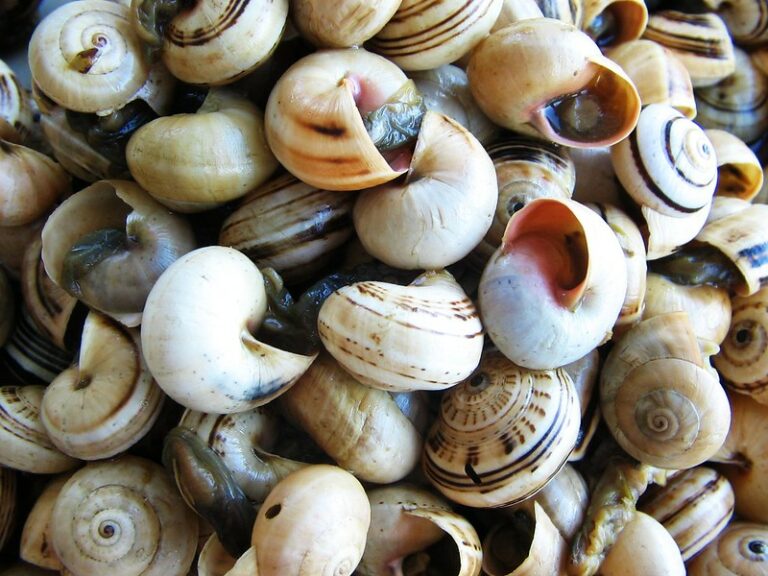 Bizarre Foods That Are Popular in Portugal – Eat at Your Own Risk