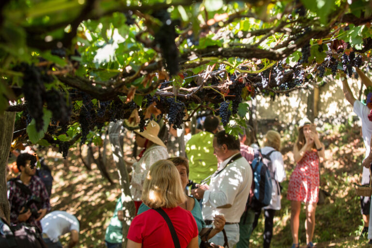 The Best Wine Festivals in Portugal for the Rest of 2025
