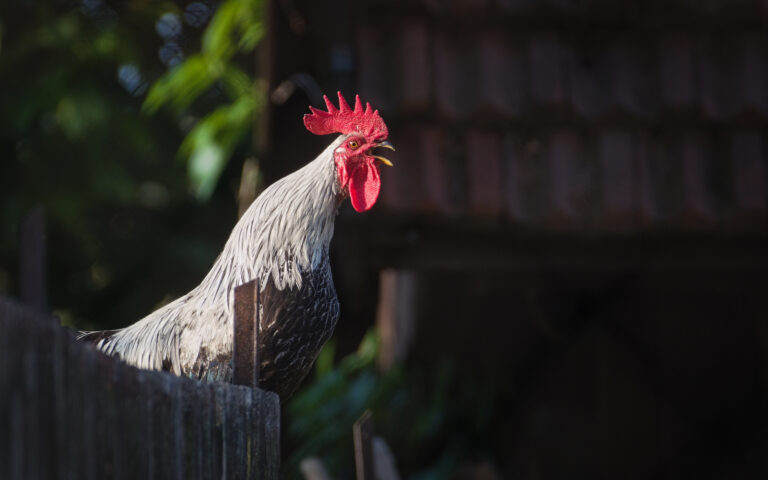 Top 10 Most Annoying Sounds That Will Keep You from Sleeping Well in Portugal